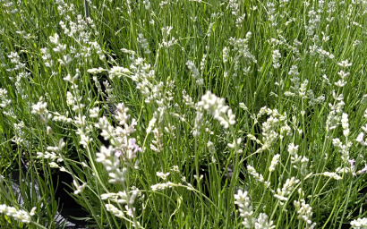 lavandula hidcote blanc